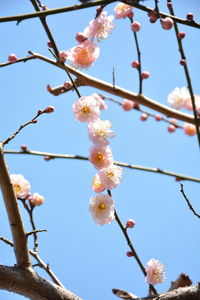 Low angle view of cherry blossom against sky