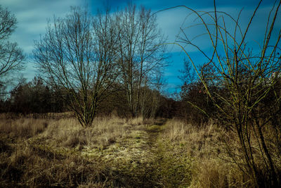 Bare trees on landscape against blue sky