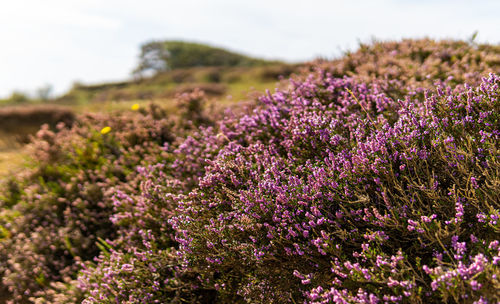 Close-up of purple flowering plants on field