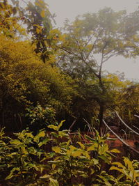 Plants and trees against sky