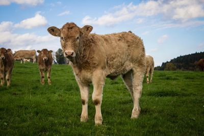 Cows grazing on grassy field