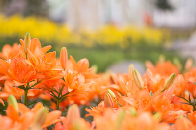 Close-up of orange flowers blooming outdoors