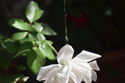 Close-up of white flower