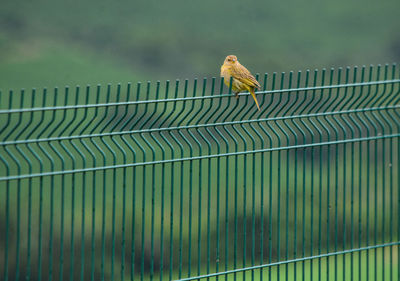 Bird perching on railing