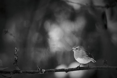 Close-up of bird perching on branch