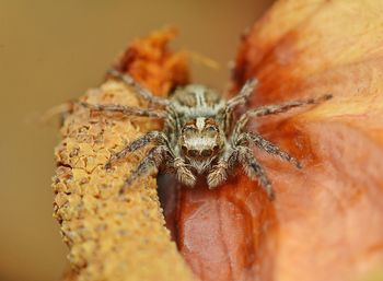 Close-up of spider