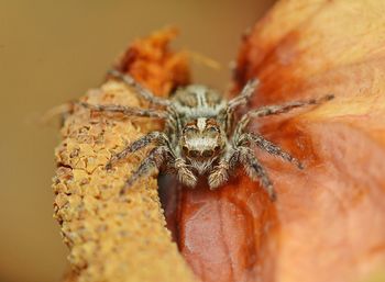 Close-up of spider on leaf