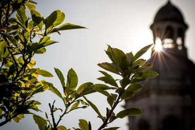 Sun shining through tree