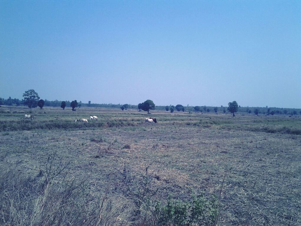 clear sky, copy space, animal themes, blue, landscape, field, tranquility, tranquil scene, nature, scenics, beauty in nature, grass, bird, animals in the wild, wildlife, day, domestic animals, water, outdoors