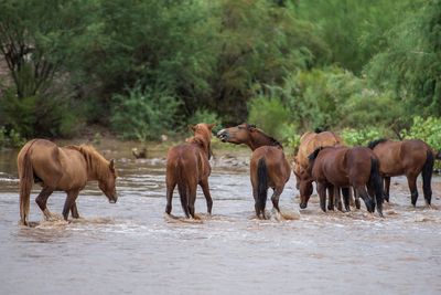 Horses walking in lake at forest