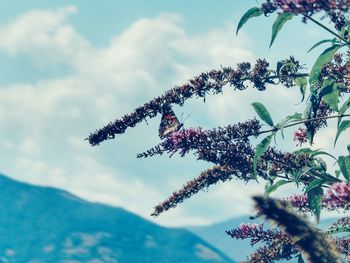 Low angle view of flowering plant against cloudy sky