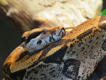 Close-up of snake