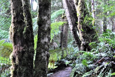 Trees growing in forest