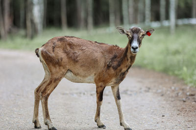 The mouflon in the forest reserve