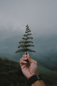 Hand holding plant against sky