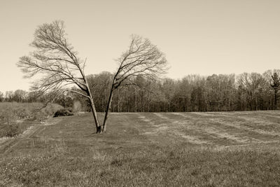 Bare trees on field against sky