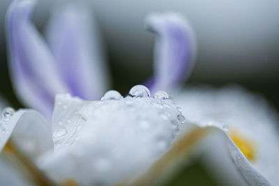 Close-up of raindrops on wet windshield