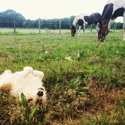 Horse grazing on grassy field