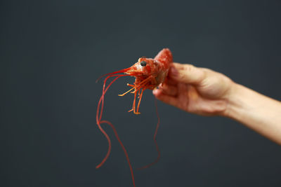 Cropped hand of woman holding insect against black background