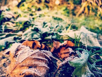 Close-up of fallen maple leaves on land