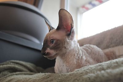 Cornish rex kitten 