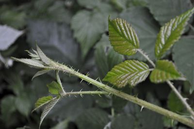 Close-up of green leaves