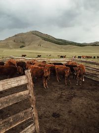 Horses in a farm