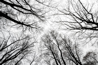 Low angle view of bare trees against sky