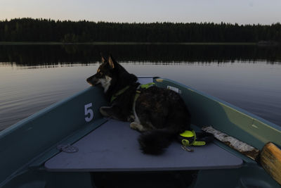 Dog in a lake
