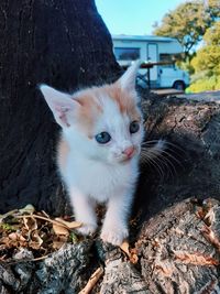 Close-up portrait of a cat