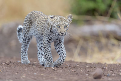 View of a cat looking away