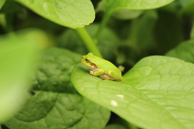 Close-up of green frog on leaf