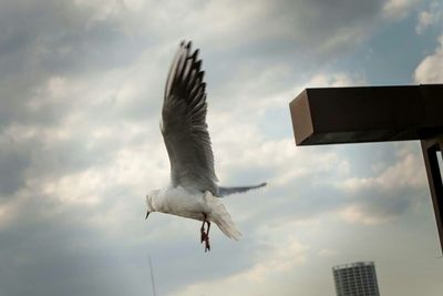 Low angle view of seagulls flying against cloudy sky