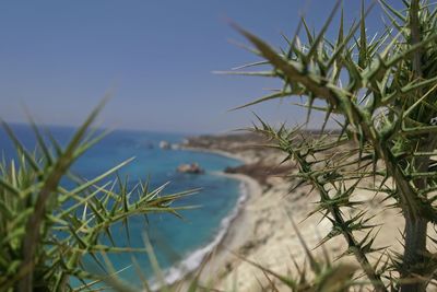 Close-up of plant against sea