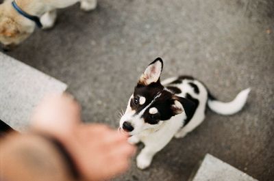 High angle view of person with dog