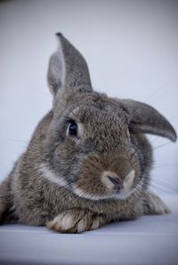 Close-up of rabbit