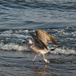Seagull on a beach
