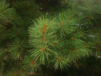 High angle view of pine tree