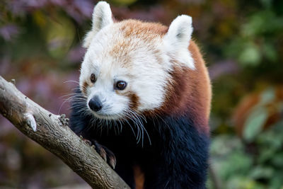 Close-up of red panda on branch