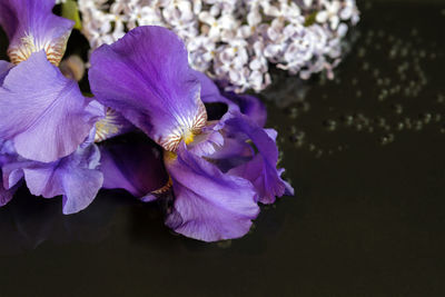 Close-up of purple flowering plant