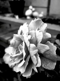 Close-up of rose plant