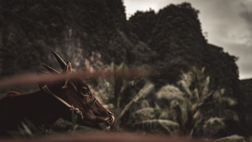 Close-up of a cow on a field