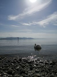 Scenic view of sea against sky with swan 