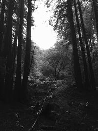 Trees in forest against sky