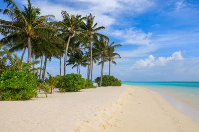 Palm trees on beach against sky