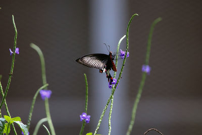 Close-up of butterfly pollinating on purple flower