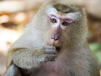 Portrait of monkey