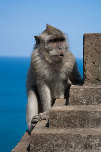 Monkey sitting on wall against clear blue sky