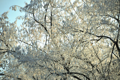 Low angle view of trees against sky