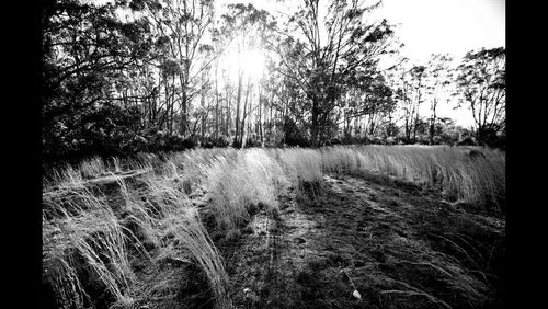 Sun shining through trees